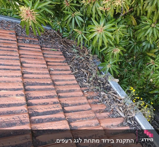רעפים אדומים עם עלים יבשים על הגג